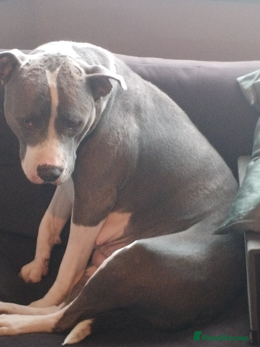 American Bulldog dogs for sale: Beautiful American bulldog  - Image 10