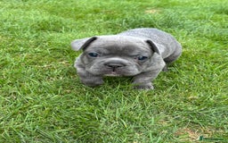 French Bulldog dogs for sale: Gorgeous French Bulldog Puppies. - Image 16