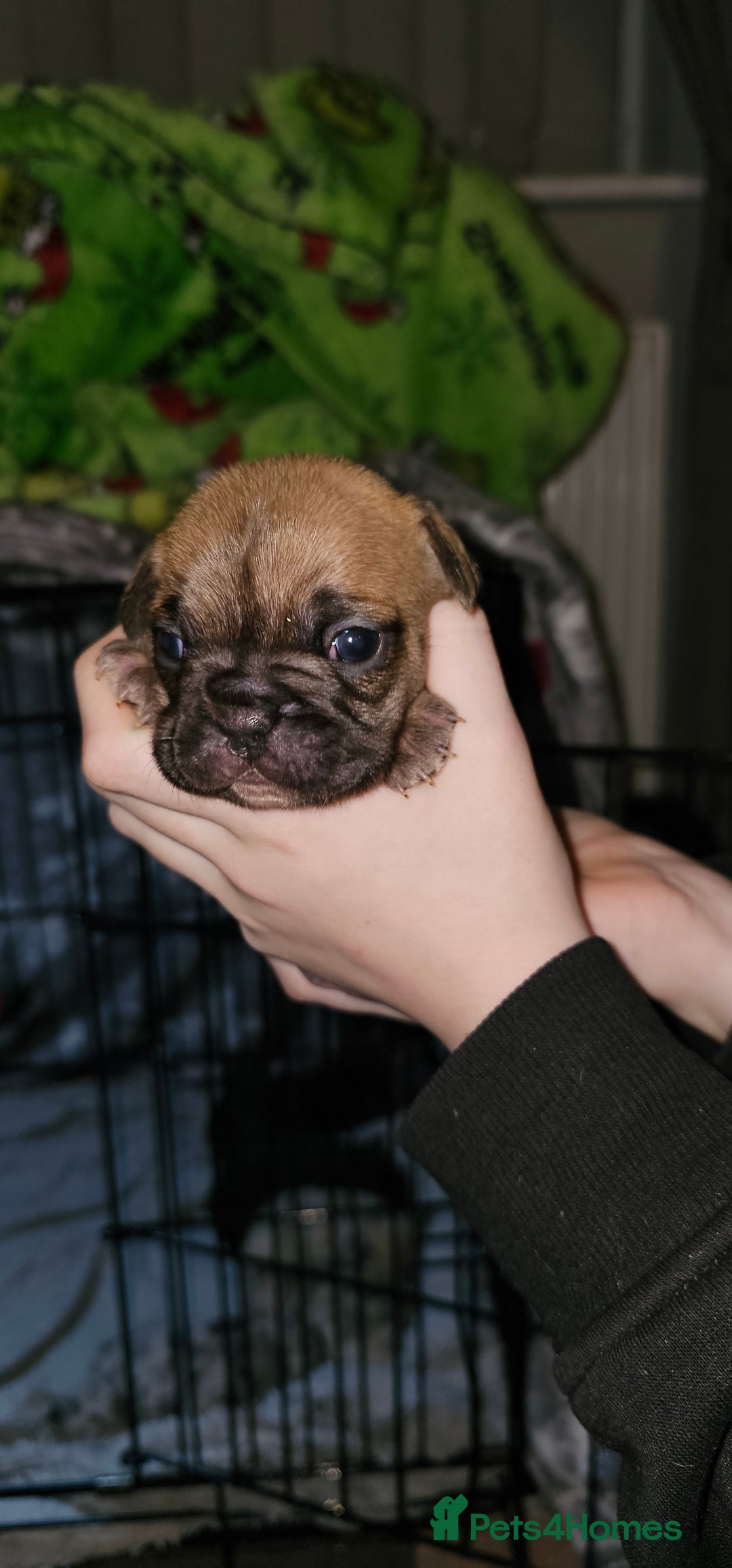 French Bulldog dogs for sale:  6 x beautiful Frenchie puppies for sale  - Advert 8