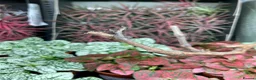 Mixed Breed invertebrates for sale: Various Invertebrates At Urban Exotics  - Advert 7