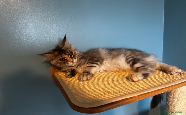 Maine Coon cats - Advert 8