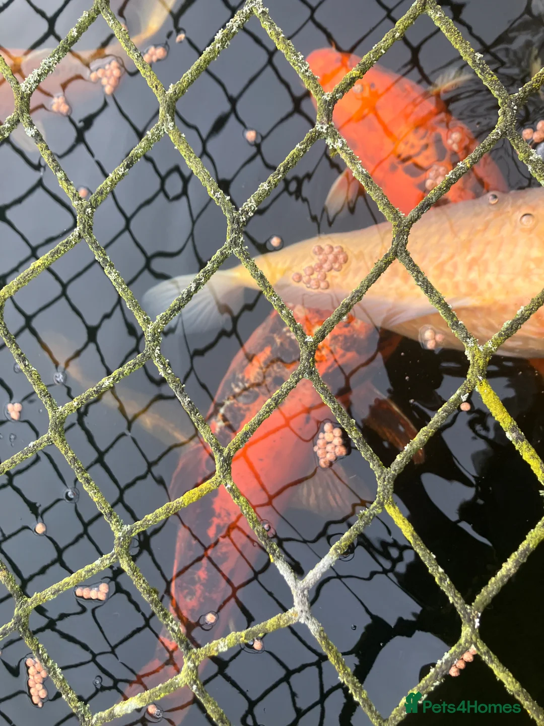 Koi Carp fish for sale: Koi Carp, Goldfish and Orfe’s in Chesterfield - Advert 1