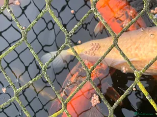 Koi Carp fish Koi Carp, Goldfish and Orfe’s - Advert 8