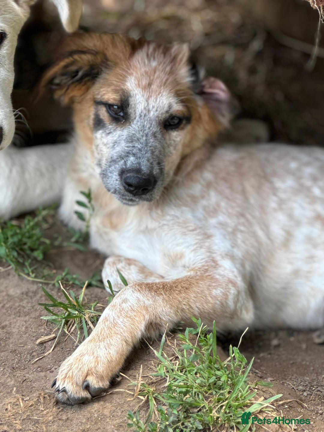 Mixed Breed dogs for adoption: IVY - a beautiful young girl, for a Loving Home - Image 6