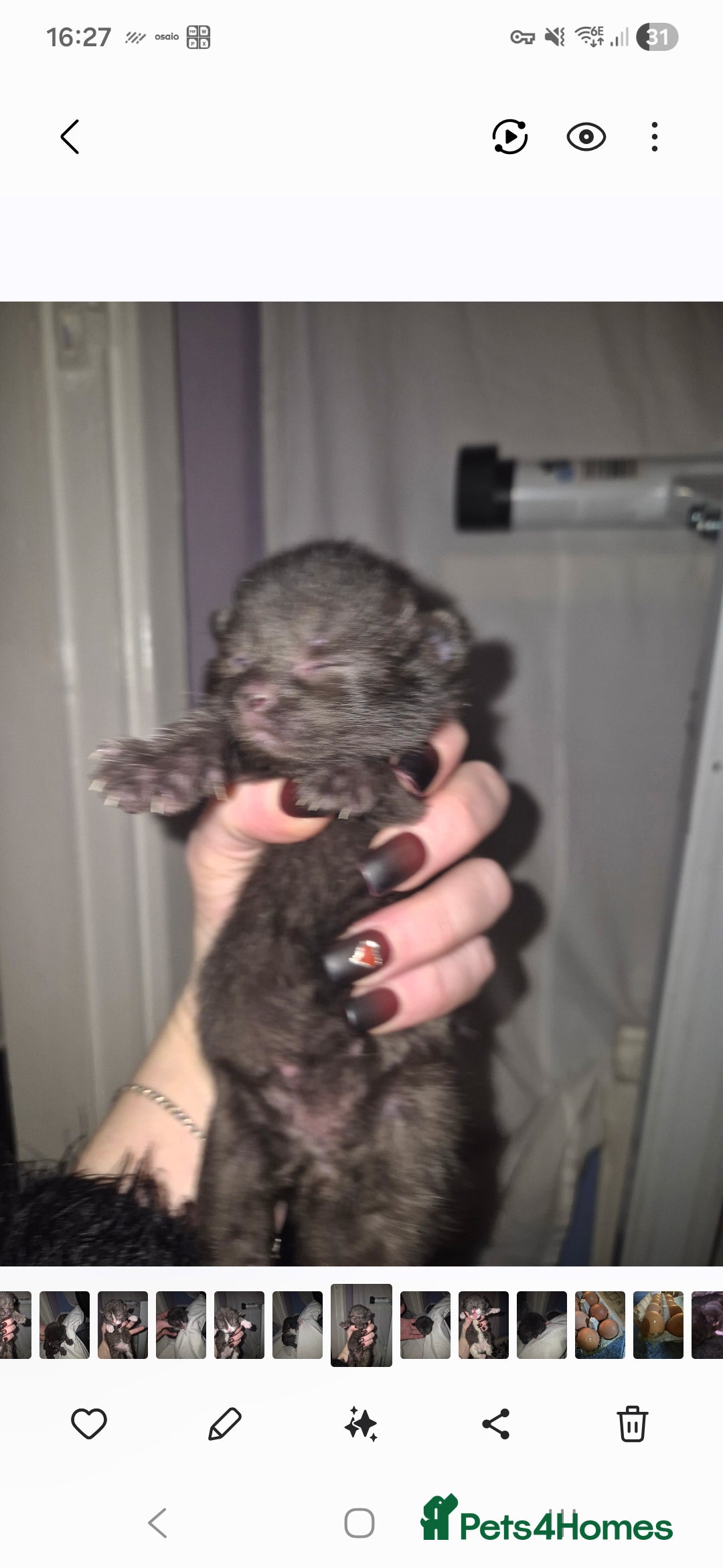 Domestic Shorthair cats *Re-advertising* - Advert 11