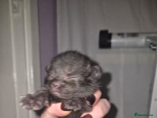 Domestic Shorthair cats *Re-advertising* - Advert 11