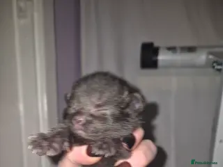 Domestic Shorthair cats *Re-advertising* - Advert 12