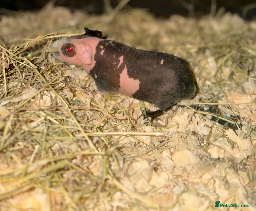 Guinea Pig rodents for sale: Skinny pigs, boys and girls. Dalmatian girl  - Advert 1