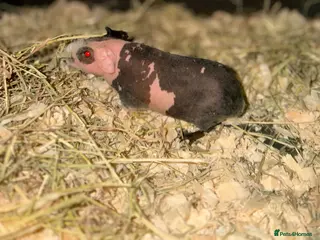 Guinea Pig rodents Skinny pigs, boys and girls. Dalmatian girl - Advert 23