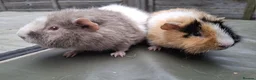 Guinea Pig rodents for sale: Bonded 5 month old Teddy Brothers  - Advert 3