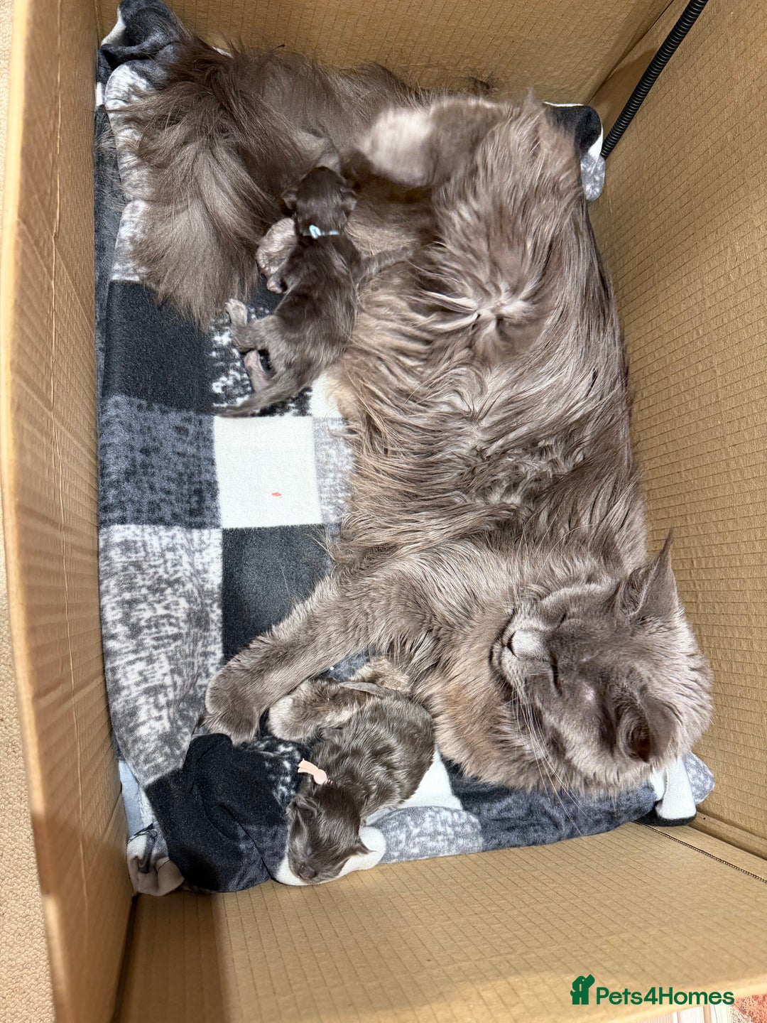 Maine Coon cats for sale: XXL MAINECOON MALE KITTENS  - Advert 5