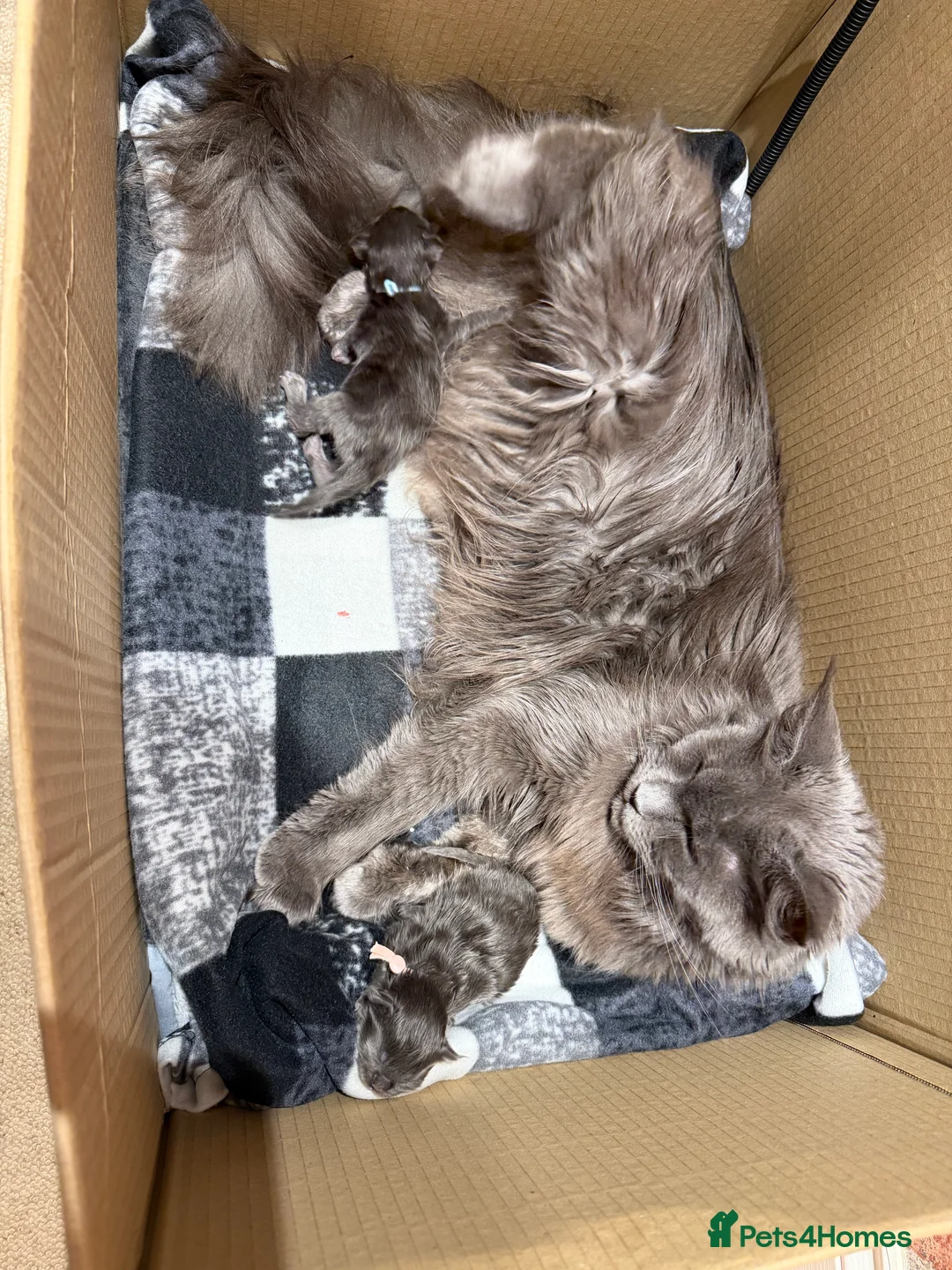 Maine Coon cats for sale: XXL MAINECOON MALE KITTENS  - Advert 15