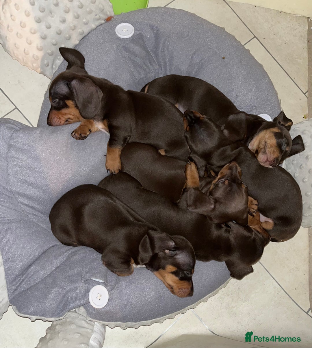 Miniature Dachshund dogs for sale: Only 3 chocolate drops left, ready now  - Advert 4