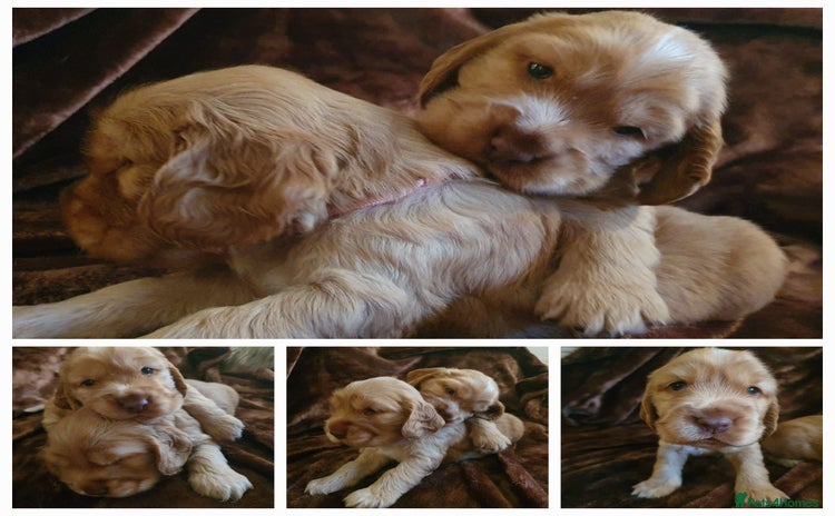 Cocker Spaniel dogs - Advert 12