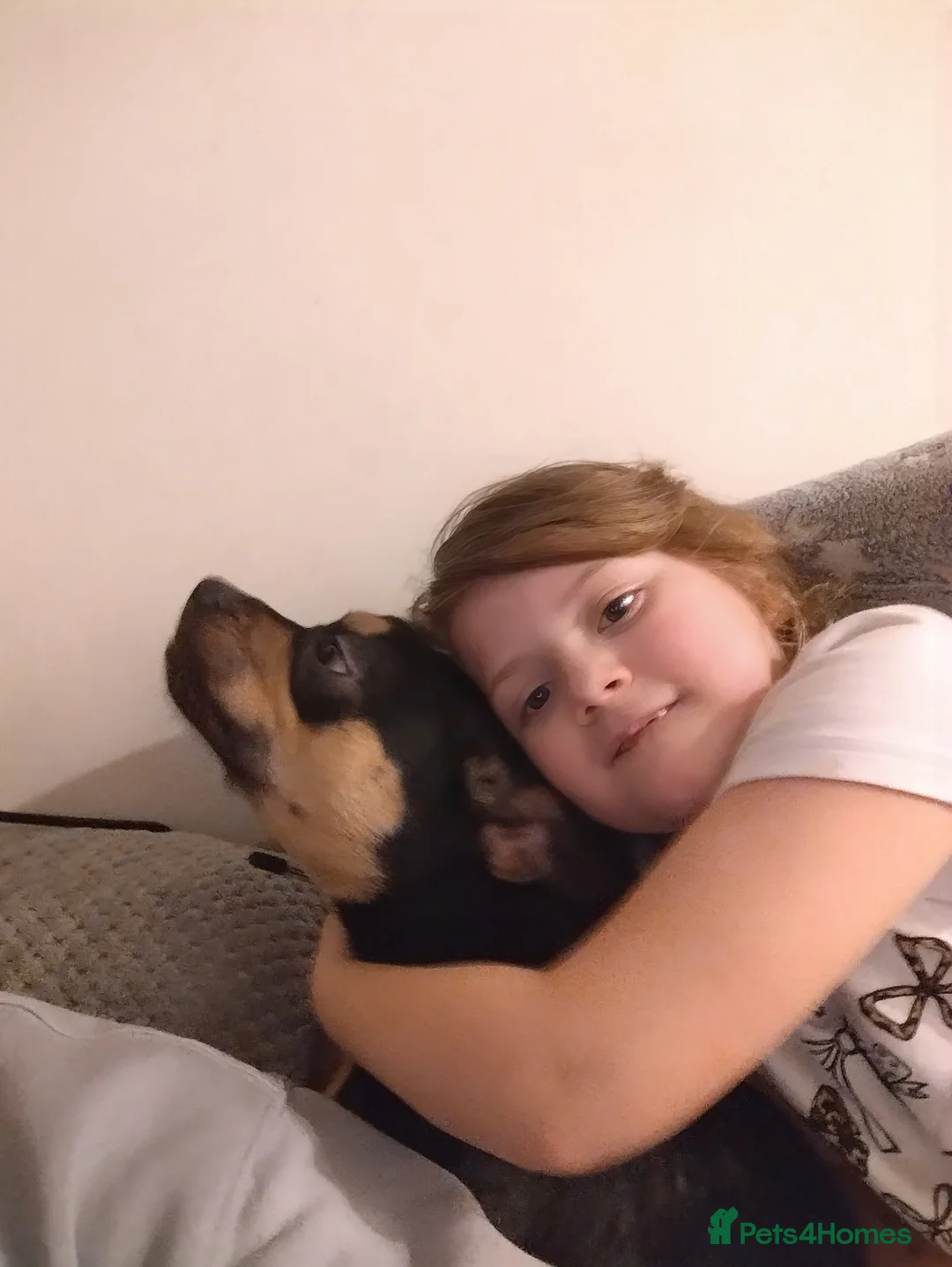 Mixed Breed dogs for sale: Frenchie cross  - Advert 4