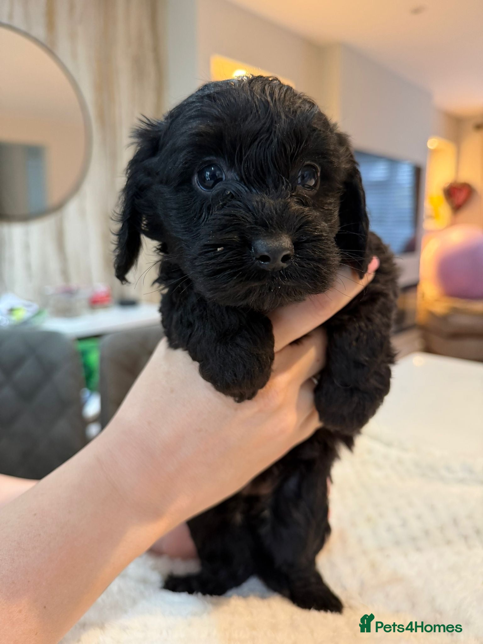 Cockapoo dogs LAST GIRL LEFT! Gorgeous teddy like cockapoos - Advert 2