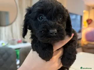 Cockapoo dogs LAST GIRL LEFT! Gorgeous teddy like cockapoos - Advert 2