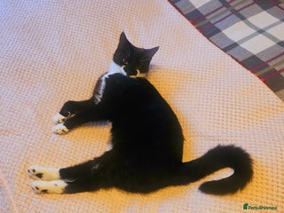 Mixed Breed cats Kittens 😸 - Advert 3