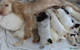 Cocker Spaniel dogs for sale: ❤️‍🔥❤️‍🔥💥Show Type Cocker Spaniel Puppies - Advert 36