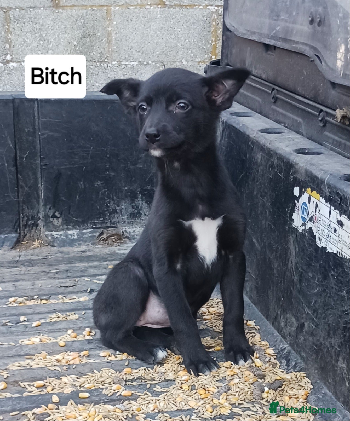 Mixed Breed dogs Black & White Bitch Pup - Advert 1