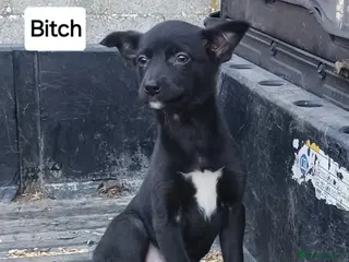 Mixed Breed dogs Black & White Bitch Pup - Advert 3