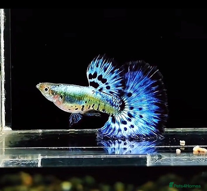 Live Bearers fish Pure Strain Guppies (A Grade) - Advert 1