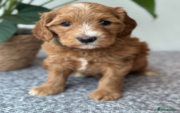 Australian Labradoodle dogs for sale: Australian Labradoodles RED&WHITE - Waiting list  - Image 5