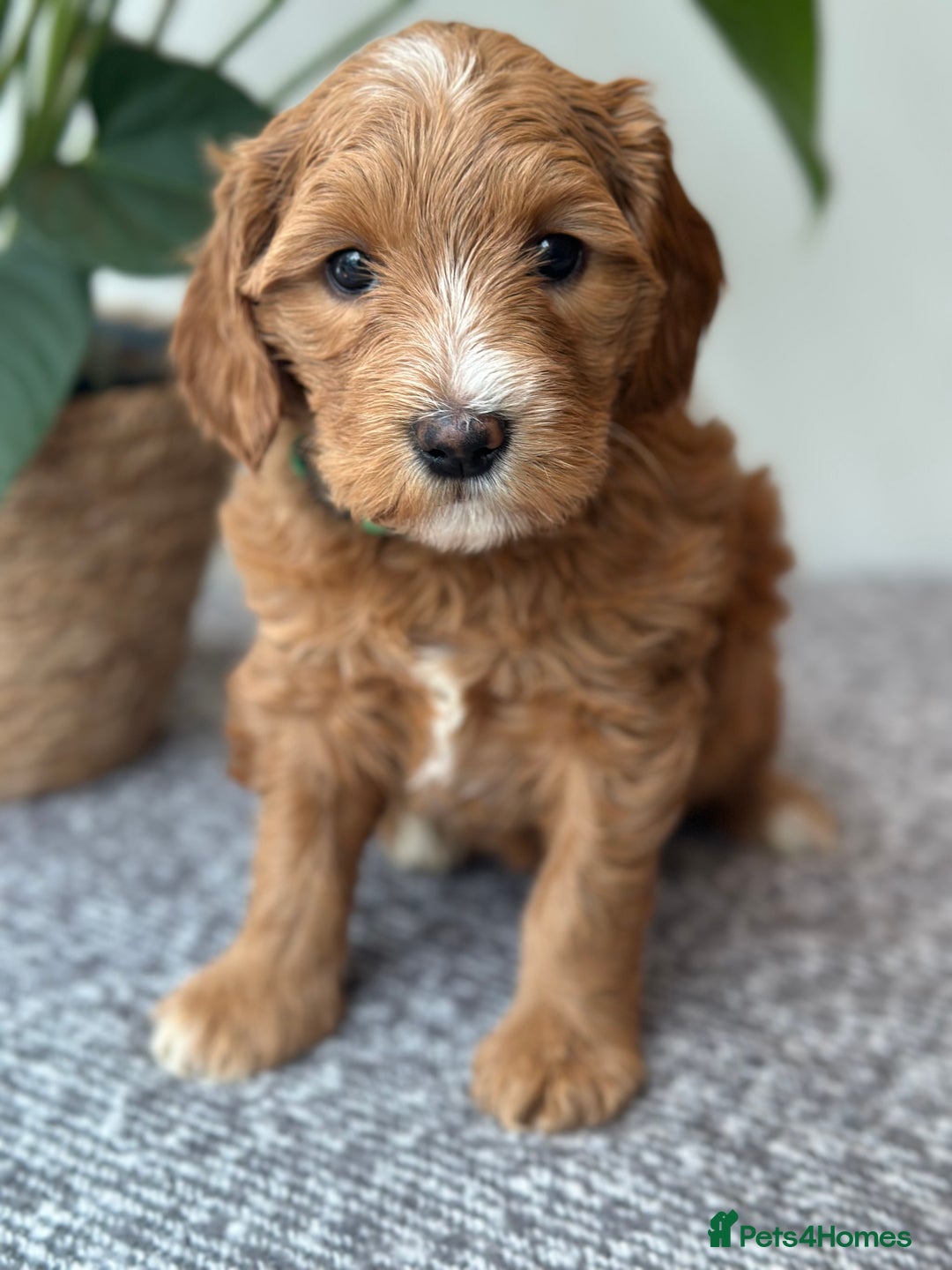 Australian Labradoodle dogs for sale: Australian Labradoodles RED&WHITE - Waiting list  - Image 5