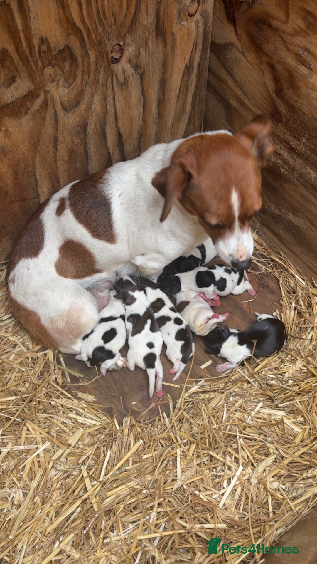 Jack Russell dogs Jack Russell pups - Advert 1