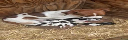 Jack Russell dogs for sale: Jack Russell pups - Advert 1
