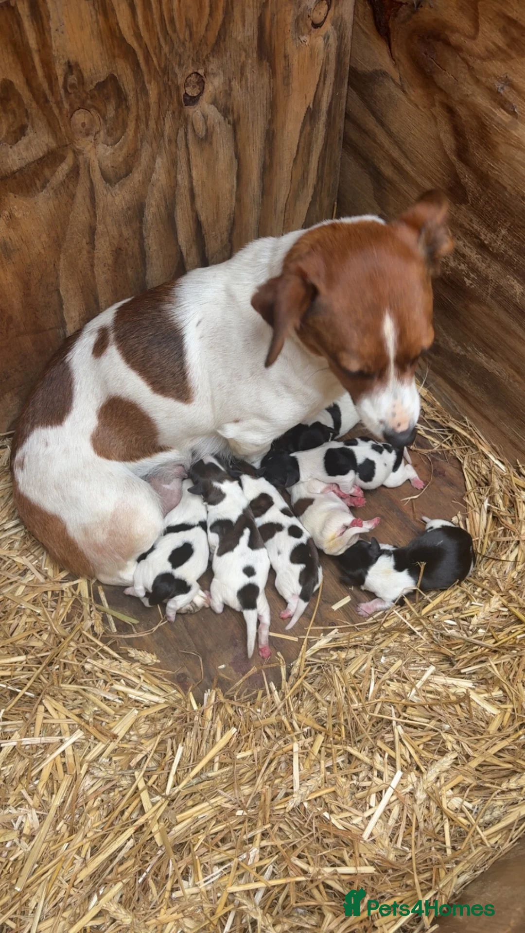 Jack Russell dogs for sale: Jack Russell pups - Advert 1