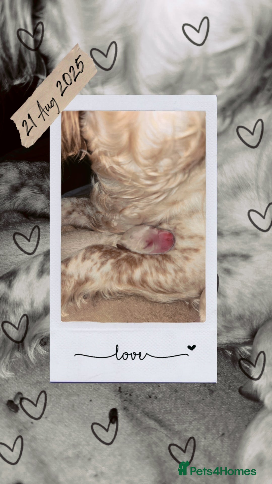 Cockapoo dogs for sale: Beautiful cockerpoos  - Image 1