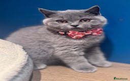 British Shorthair cats for sale: Beautiful GCCF Registered BSH Kittens - Ready Now - Image 10