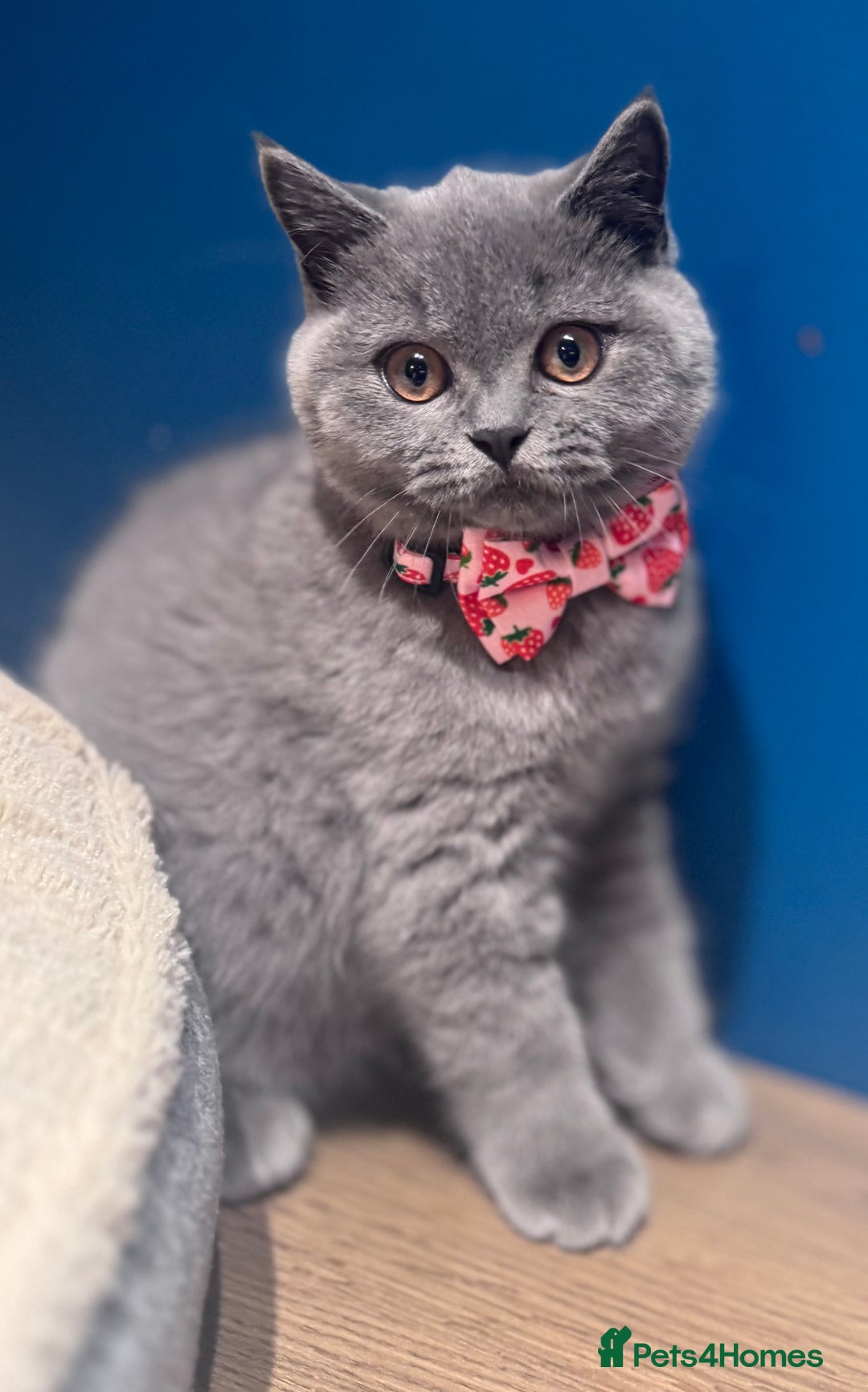 British Shorthair cats for sale: Beautiful GCCF Registered BSH Kittens - Ready Now - Image 10