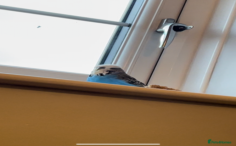 Budgerigars birds - Advert 2