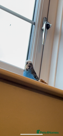 Budgerigars birds - Advert 4