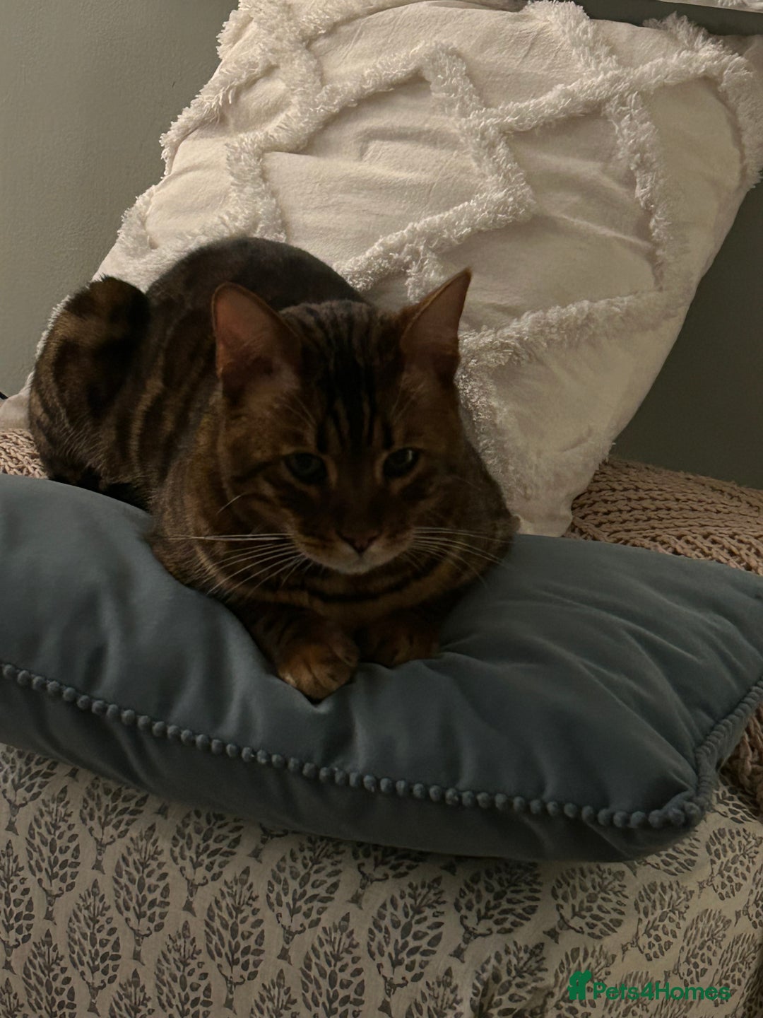 Bengal cats for sale: 5 year old male bengal cat.  - Advert 3