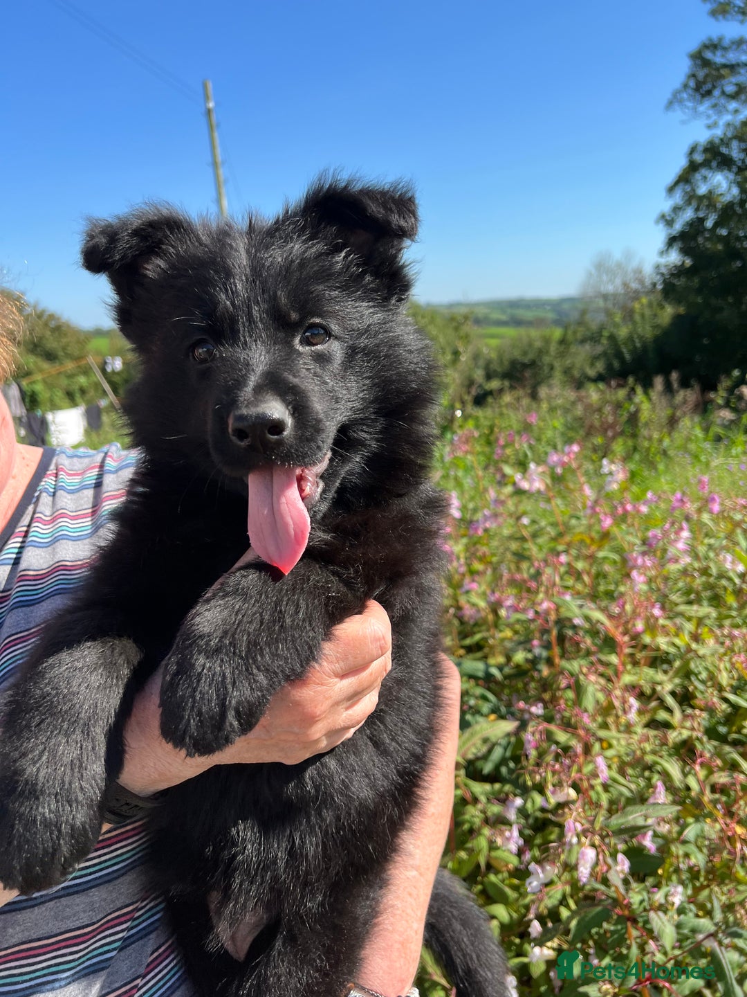 German Shepherd dogs for sale: OLD FASHION GSD PUPPIES DUE 8TH OCTOBER  - Image 19