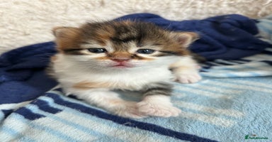 Domestic Shorthair cats - Advert 4