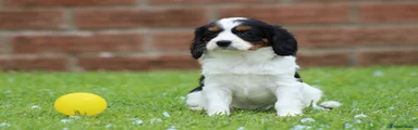 Cavapoo Puppy 6