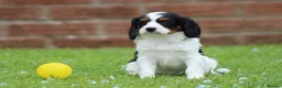 Cavapoo dogs for sale: Beautiful Cavapoo puppies for sale - Advert 37