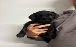 Mixed Breed dogs for sale: Cockapoo-look Puppies  - Image 2