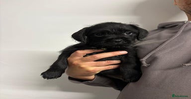 Mixed Breed dogs - Advert 1