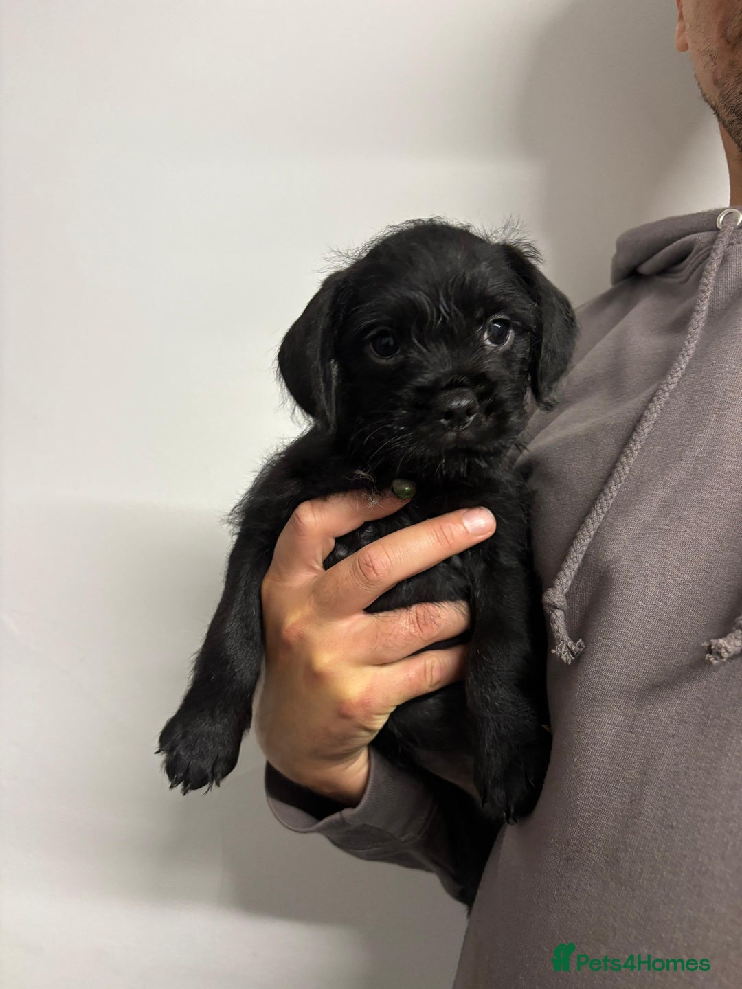 Mixed Breed dogs for sale: Cockapoo-look Puppies  - Image 2