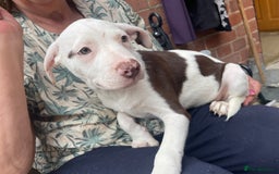 Mixed Breed dogs for sale: Staff collie cross puppies  - Image 8