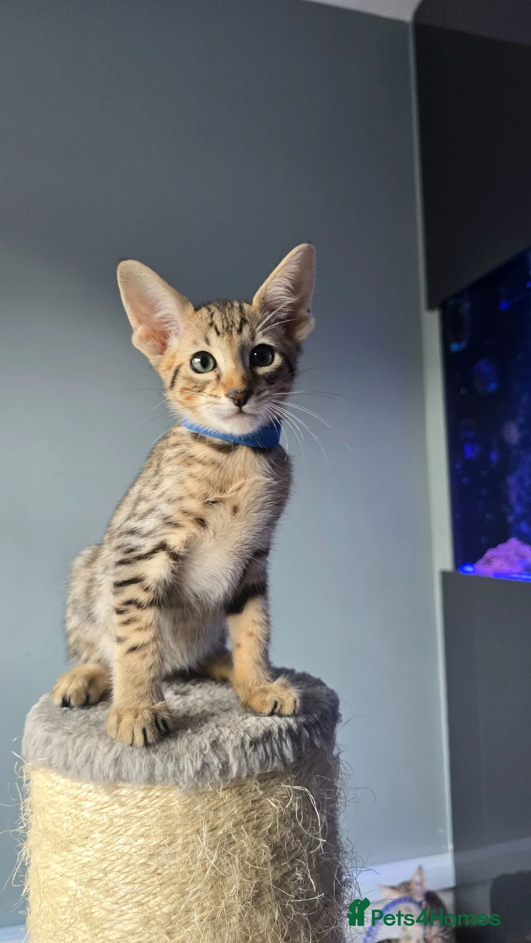 Savannah cats for sale: F8 SBT savannah kittens- TICA registered Ready Now - Advert 2