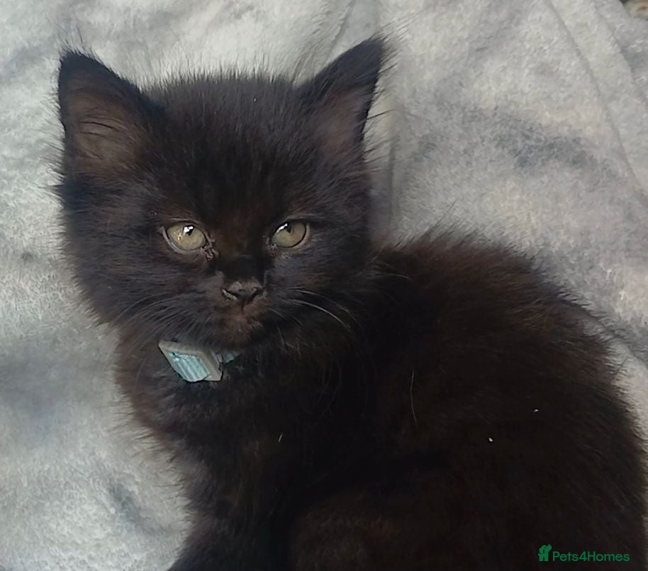 Mixed Breed cats Two fluffy kittens for Autumnal snuggles - Advert 2