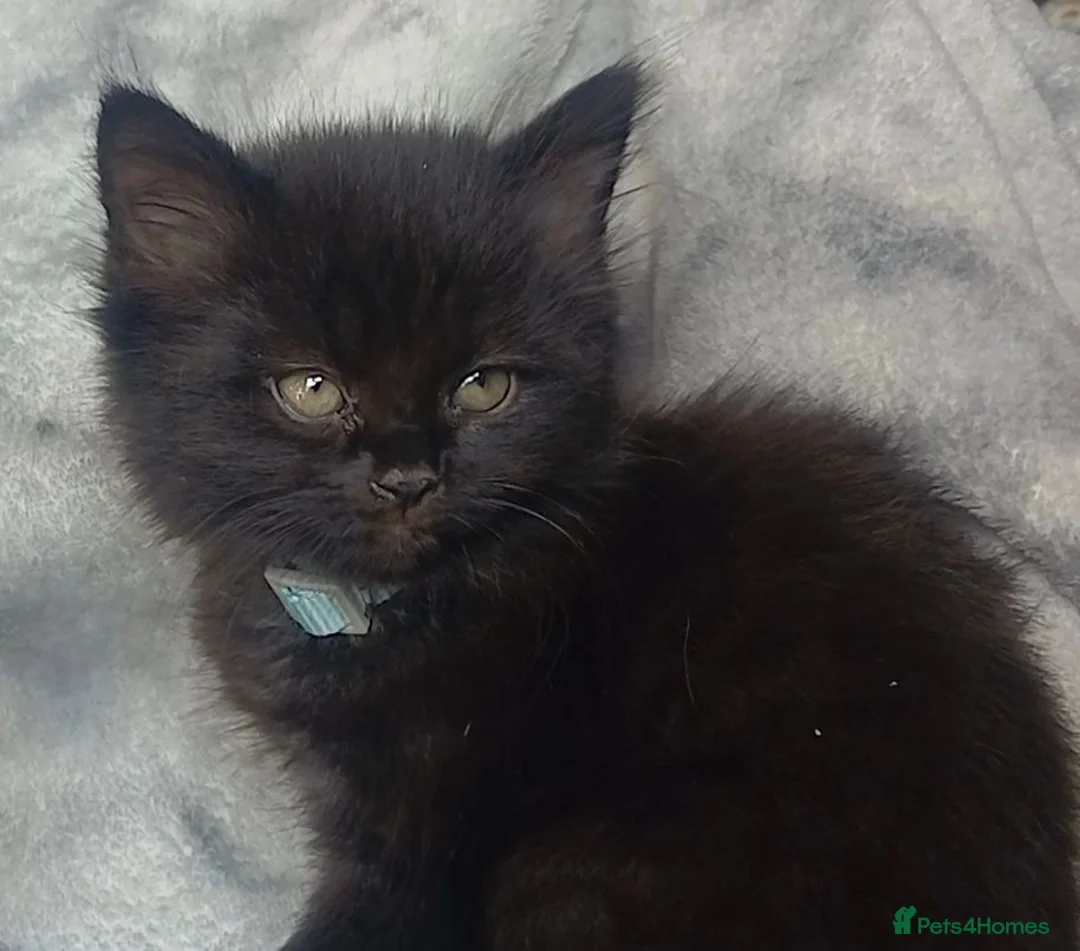 Mixed Breed cats for sale: Two fluffy kittens for Autumnal snuggles in Enfield - Advert 2