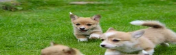 Welsh Corgi Pembroke dogs for sale: Pembroke corgi pups - Advert 3