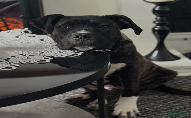 Cane Corso dogs - Advert 4